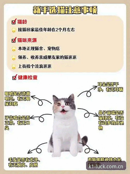 CN K1下载登录哪个好？一个老用户写给新手的避坑指南